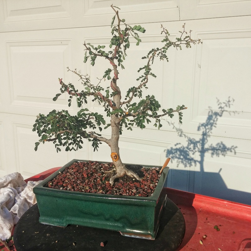 CAMPECHE BLOODWOOD WORK  20160810