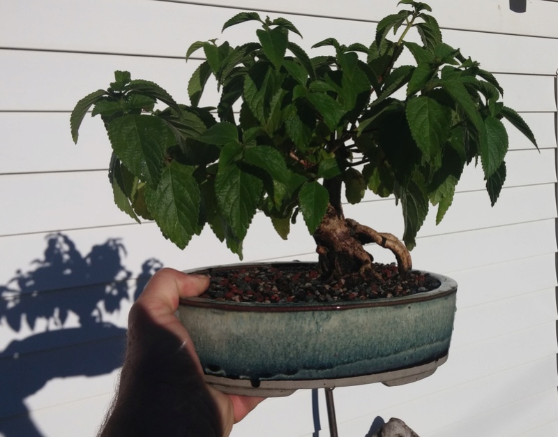 LANTANA - REPOTTING VS FLOWERING QUESTION (bonsai 101 ?) 20160811