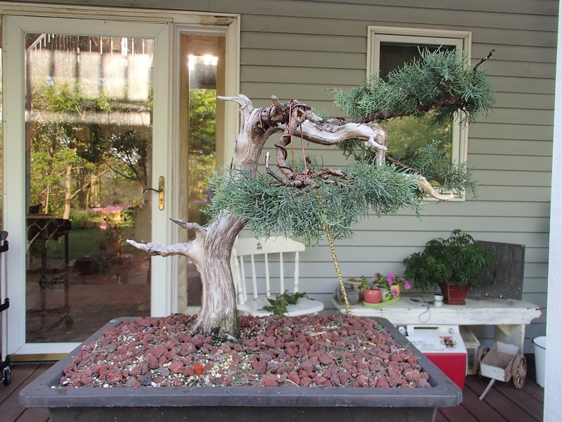 some chinese juniper foliage work P5280010