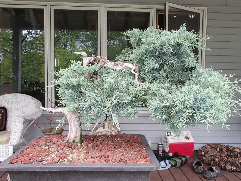 some chinese juniper foliage work P5280011