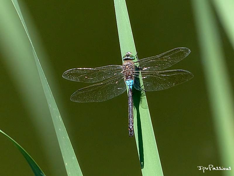 Anax napolitain P1180210