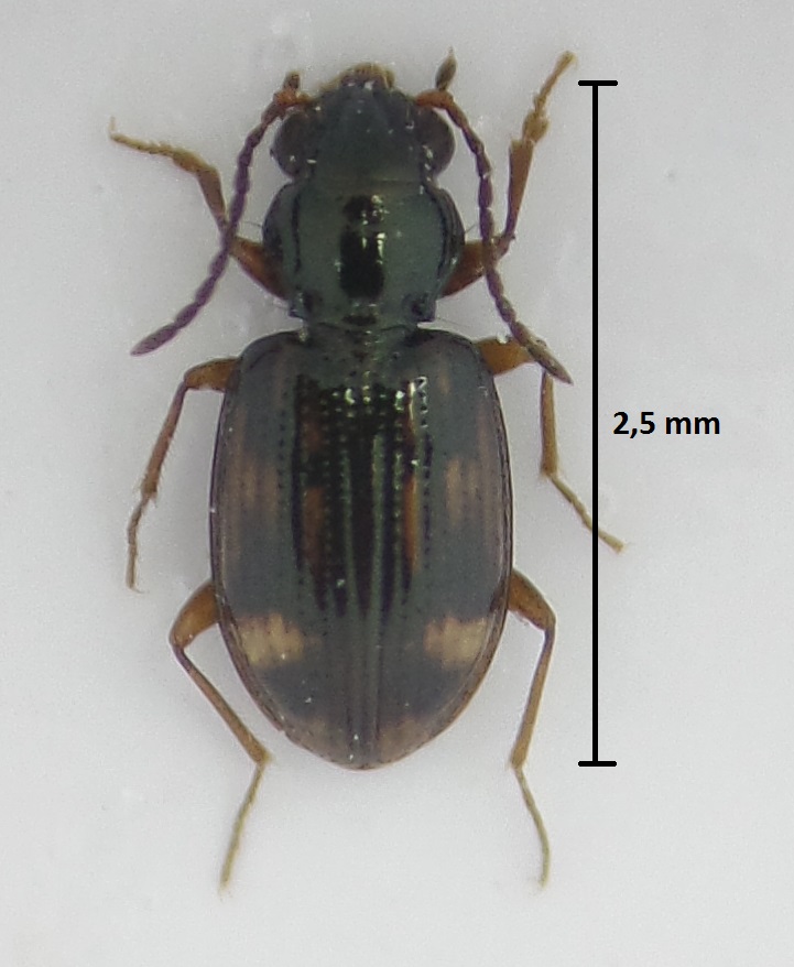 Bembidion (Trepanes) octomaculatum Bembid11