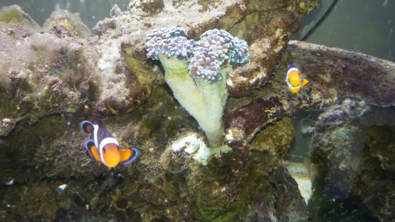 démarrage de mon aquarium eau de mer ? - Page 11 20160714
