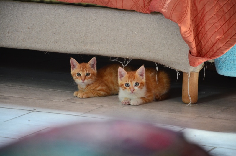 Moïse-chaton tigré roux et blanc-né le 15/03/2016 Dsc_8110