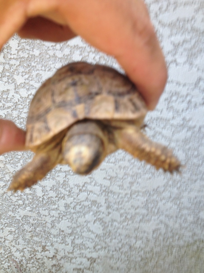 Identification d'une tortue trouvée Img_1010