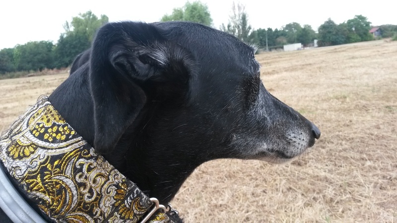 Ely galga née en 2012 Scooby France Adoptée - Page 3 20160810