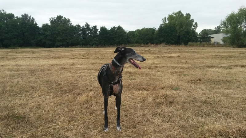 Ely galga née en 2012 Scooby France Adoptée  - Page 3 20160811