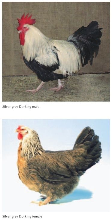 Доркинг, Dorking - английская порода кур Image_12