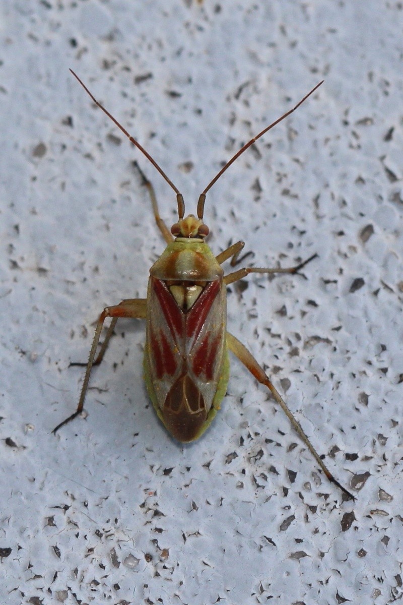 [Calocoris roseomaculatus] Miridae sur marguerites Img_1210