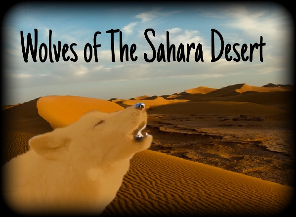 Wolves of The Sahara Desert