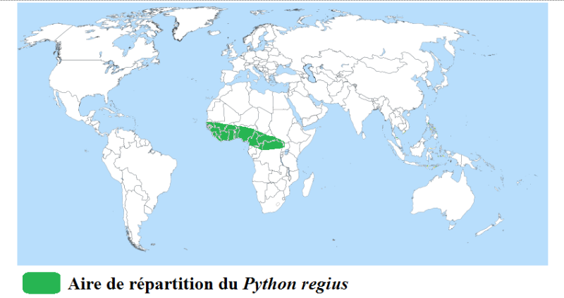 [Fiche] Python regius 310