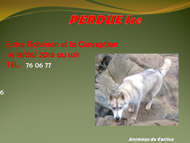 PERDUE ICE chienne husky blanche grise entre Robinson et Conception le 18/06/2016 13442311