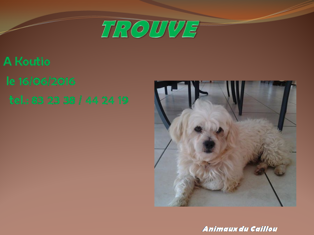 TROUVE chien blanc bichon collier rouge à Koutio le 16/06/2016 13442314