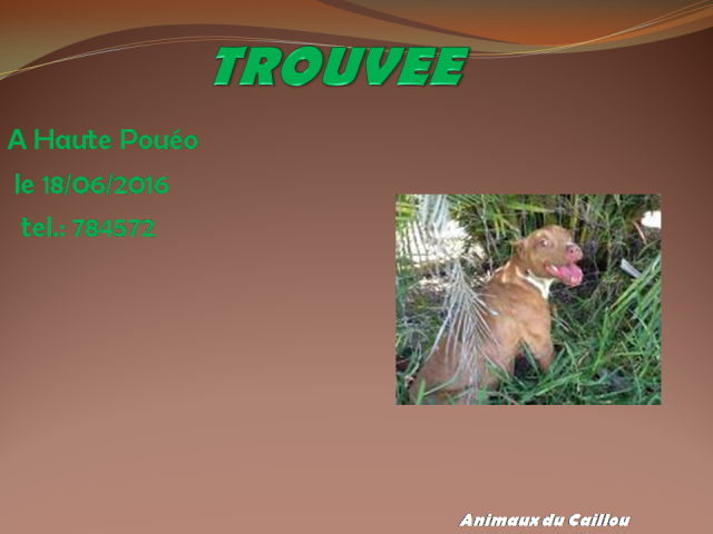 TROUVEE pitbull femelle oreilles coupées à la haute pouéo bourail le 18/06/2016 13442315