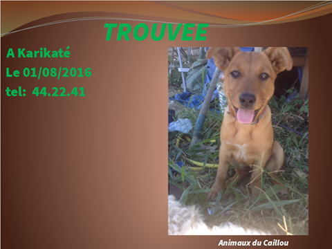 TROUVEE chienne marron à Karikaté le 01/08/2016 13903210