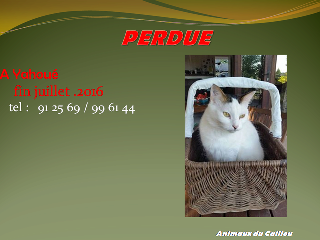 PERDUE chatte blanche front gris à Yahoué le 30/07/2016 14051610