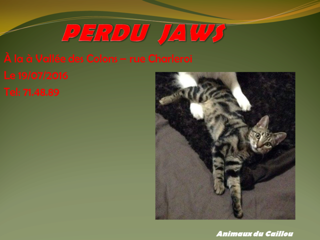 PERDU JAWS chat tigré, pucé à la Vallée des Colons le 19/07/2016 2014mm13