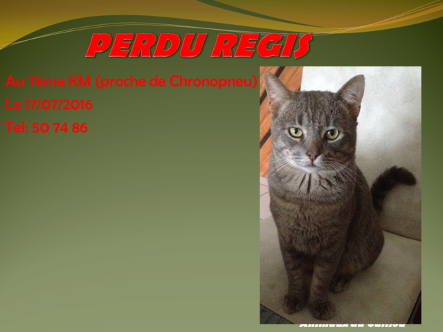 PERDU REGIS chat gris au 7e km le 17/07/2016 2014mm15