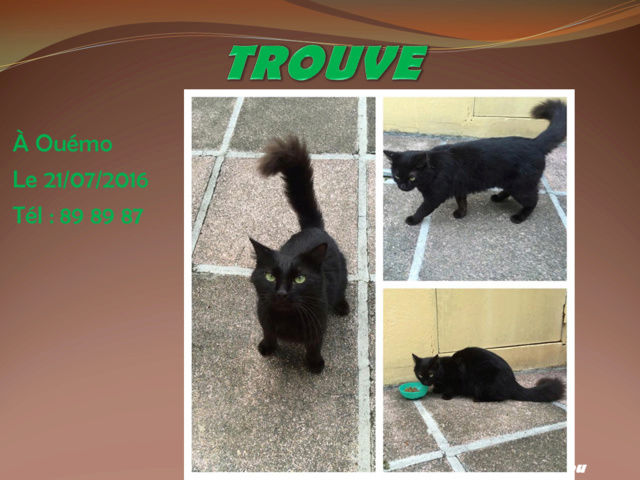 TROUVE chat noir poils longs à Ouemo le 21/07/2016 2014mm28