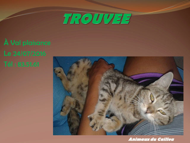 plaisance - TROUVEE chatte tigrée à Val plaisance le 24/07/2016 2014mm29