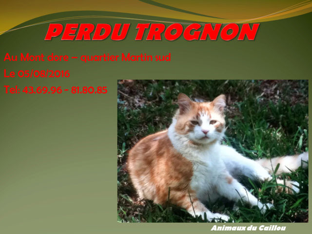 ROUX - PERDU TROGNON chat blanc et tigré roux au Mont-dore le 05/08/2016 2014mm31