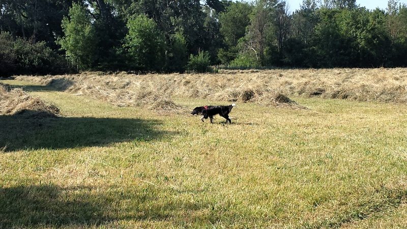 border - Et voici Indie, border collie - Page 13 20160717