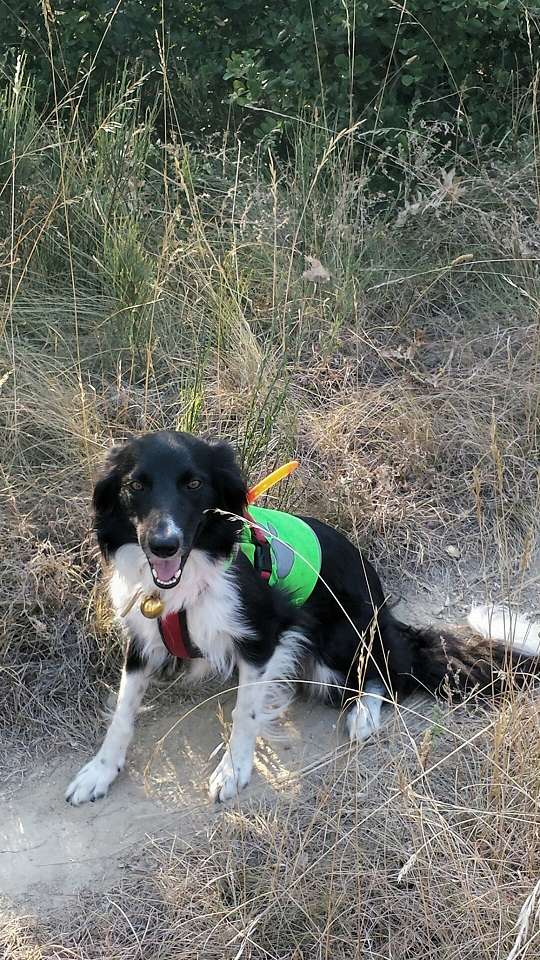 Et voici Indie, border collie - Page 15 20160818