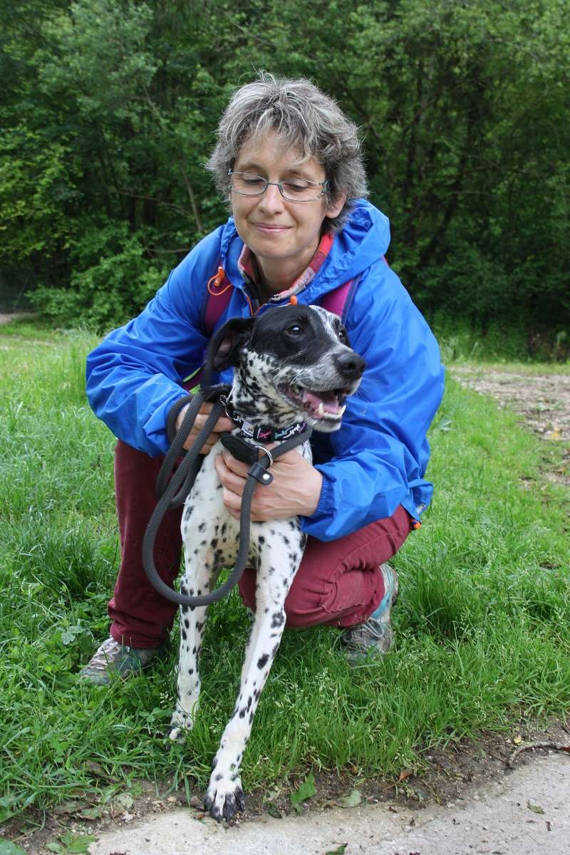  Dougy x braque français male blanc moucheté noir 6 ans  de Béthune (62) - - Refuge de Jouvence à Messigny (21)  09910