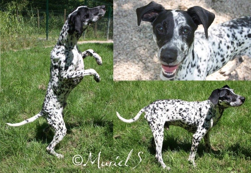  Dougy x braque français male blanc moucheté noir 6 ans  de Béthune (62) - - Refuge de Jouvence à Messigny (21)  13585010