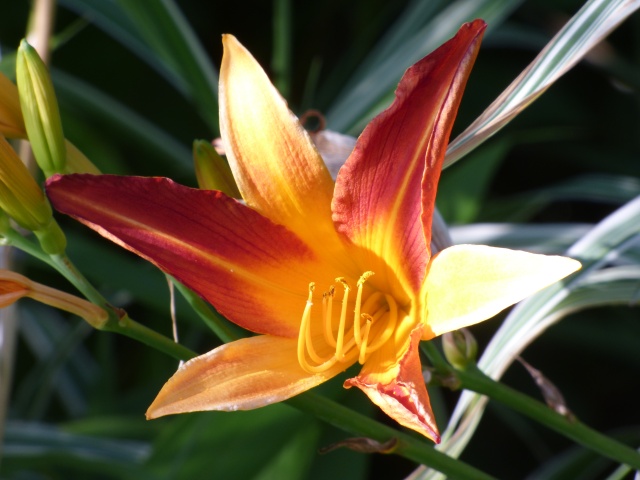 Hemerocallis - des variétés - Page 5 P1040010