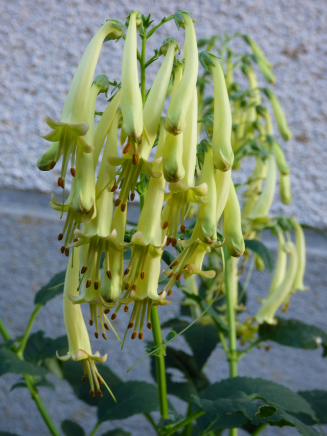 Phygelius capensis et hybrides - fuchsia du Cap P1050118