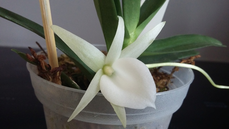 Angraecum didieri 20160827