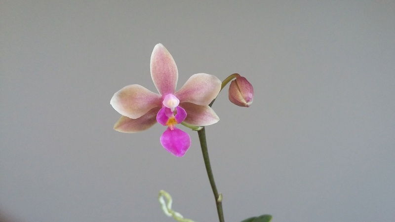 Phalaenopsis Memoria Herman Sweet (equestris x stobartiana) 20160831