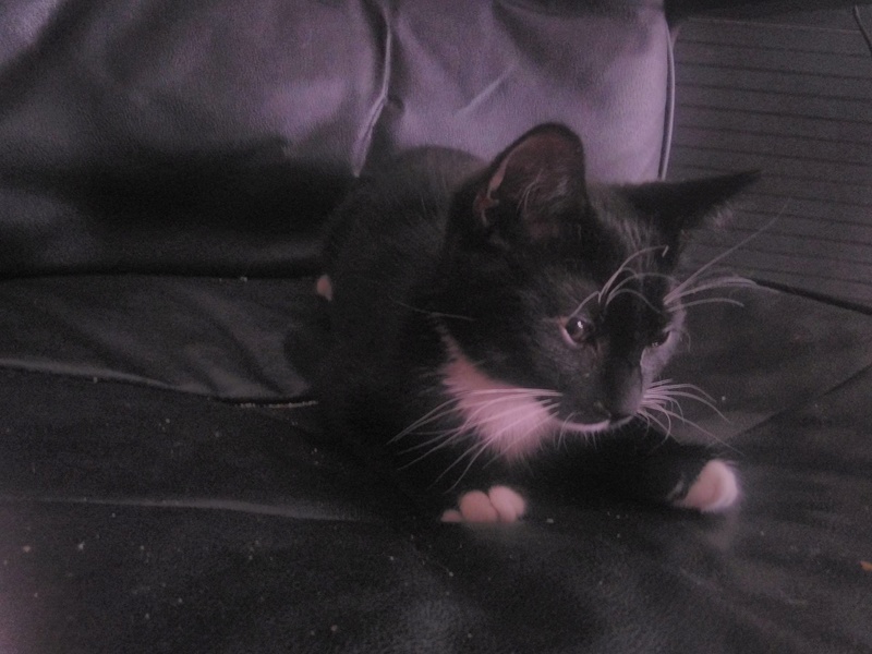 Merlin (Oreo), chaton câlin et joueur, né fin avril 2016 Oreo_215