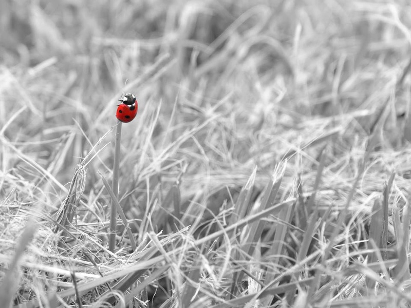 [Photographie] Lueur rouge (Coccinelle) Lueur_10