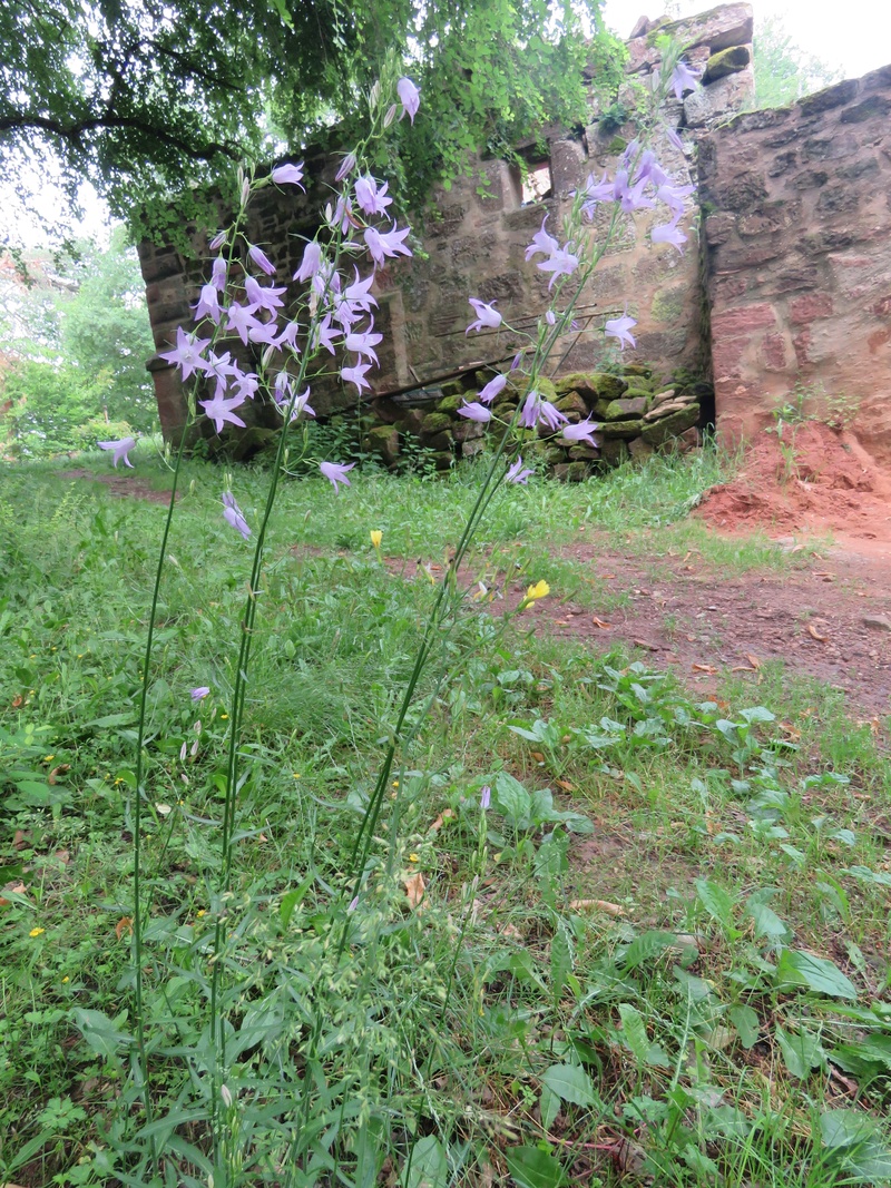 Mercredi 13 juin 2018. Img_3358