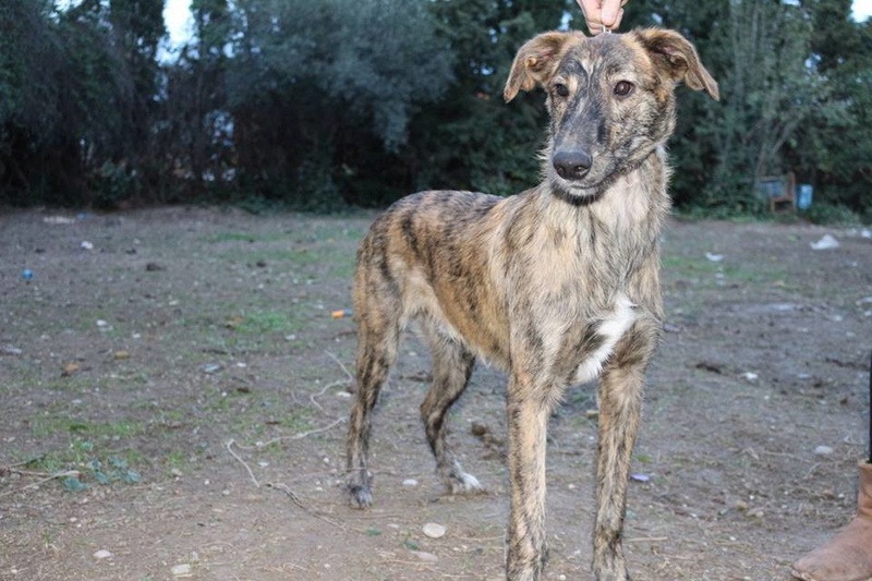 RAFA X podenco et lévrier de 1 an ADOPTE Rafa110