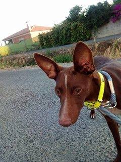 ROBBIE petit podenco de 7 mois ADOPTE en ESPAGNE Robbi110