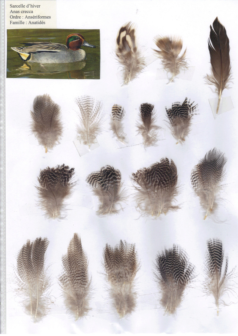 Ma collection de plumes Sarcel12