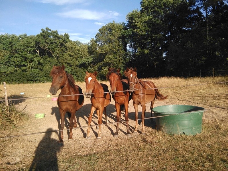 Delta, double poney 4 ans en FA chez Lisa  - Page 2 Img_2010