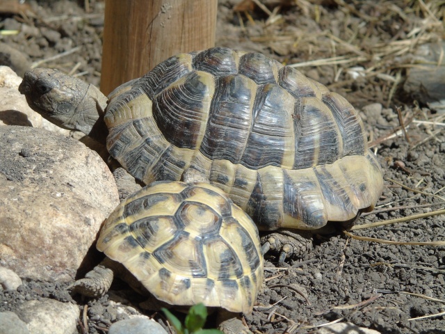 Le nouveau copain de Sissi Dsc02110