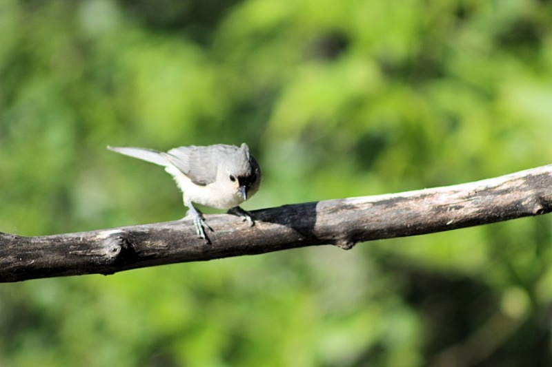 mésange bicolore Bicolo11