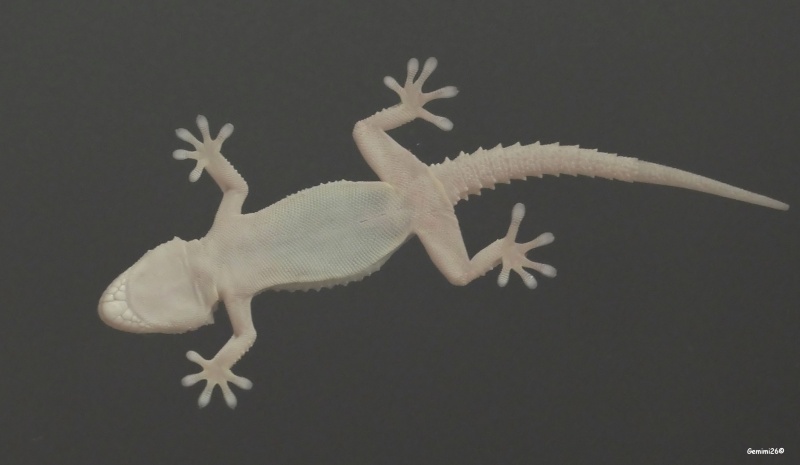 Gecko P1520310