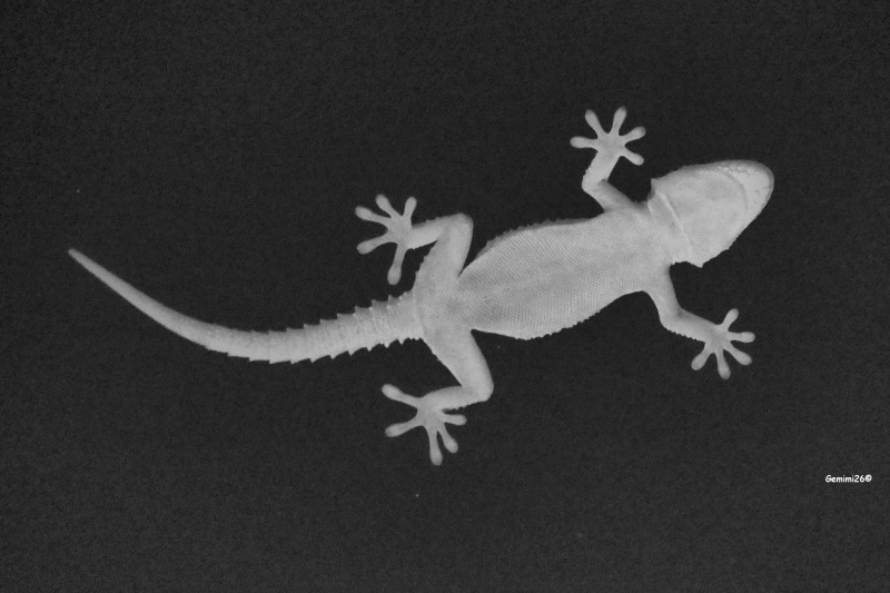 Gecko P1520311