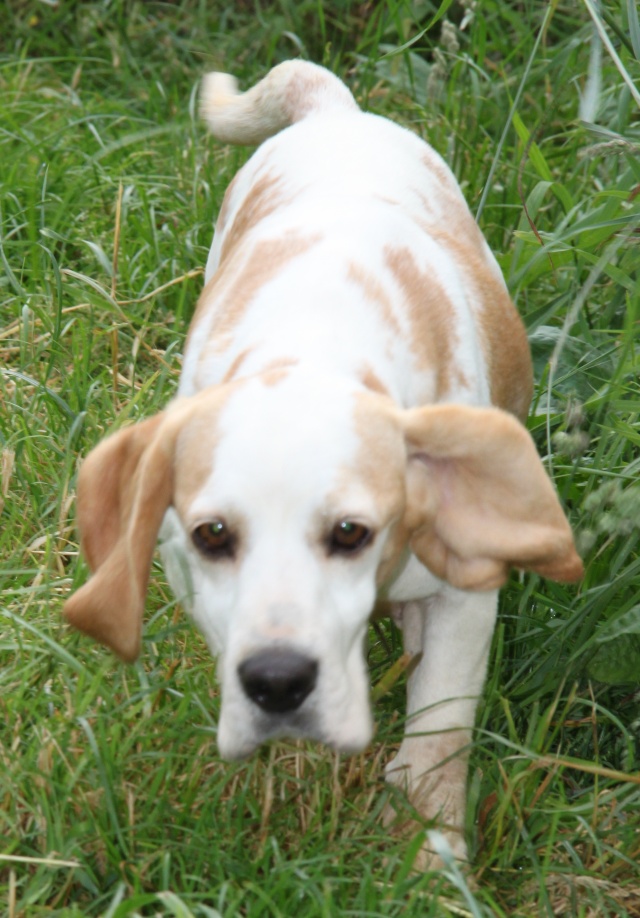 DOUNIA, beagle, 5 ans- F Dounia10
