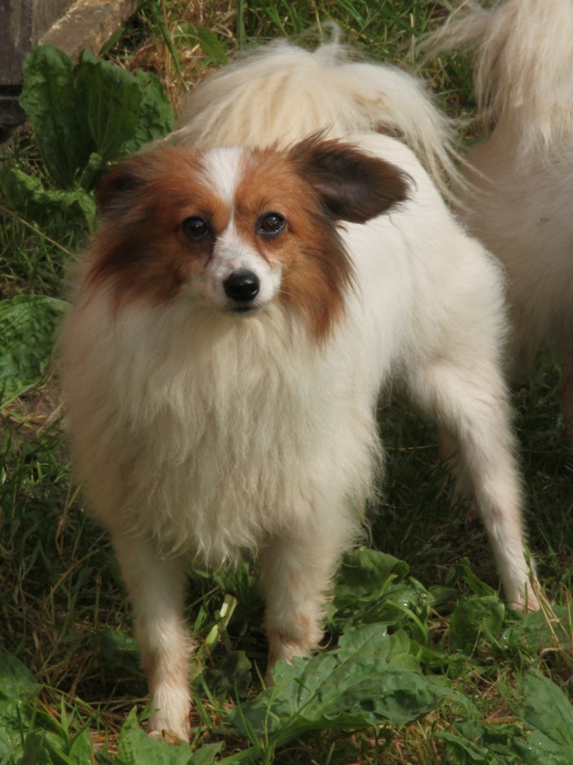 FANNY, épagneul nain, 6 ans - F Fanny10