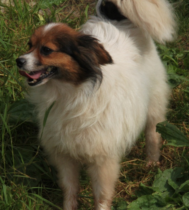 GELLINE, épagneul nain, 5 ans - F Gellin10