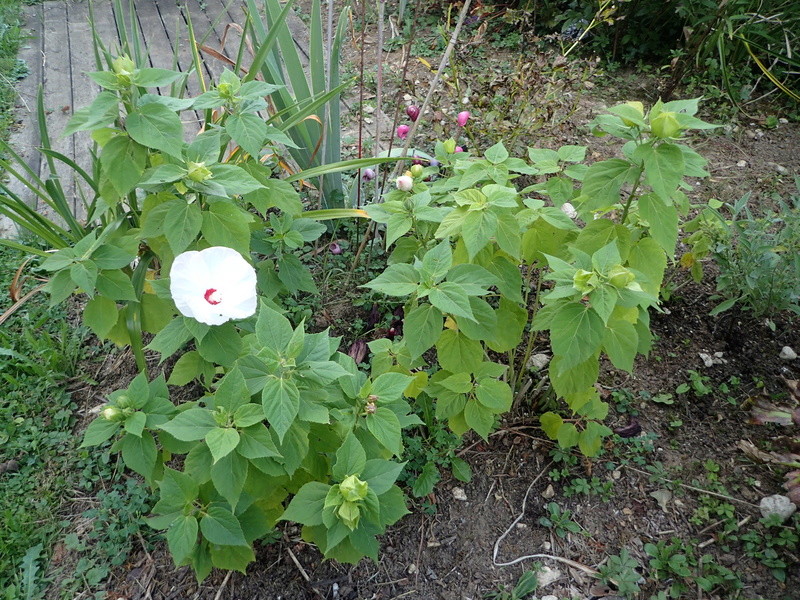 entrez chez chao le jardin est t'ouvert  - Page 9 P8150011