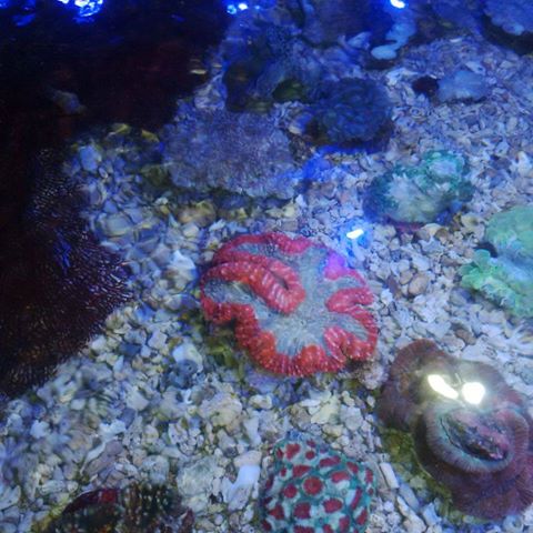 Stok Ikan & coral masuk 30 Juni MUTIARA AQUAMARINE Mut212
