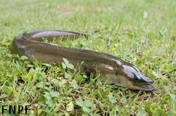 L'anguille européenne Anguil10
